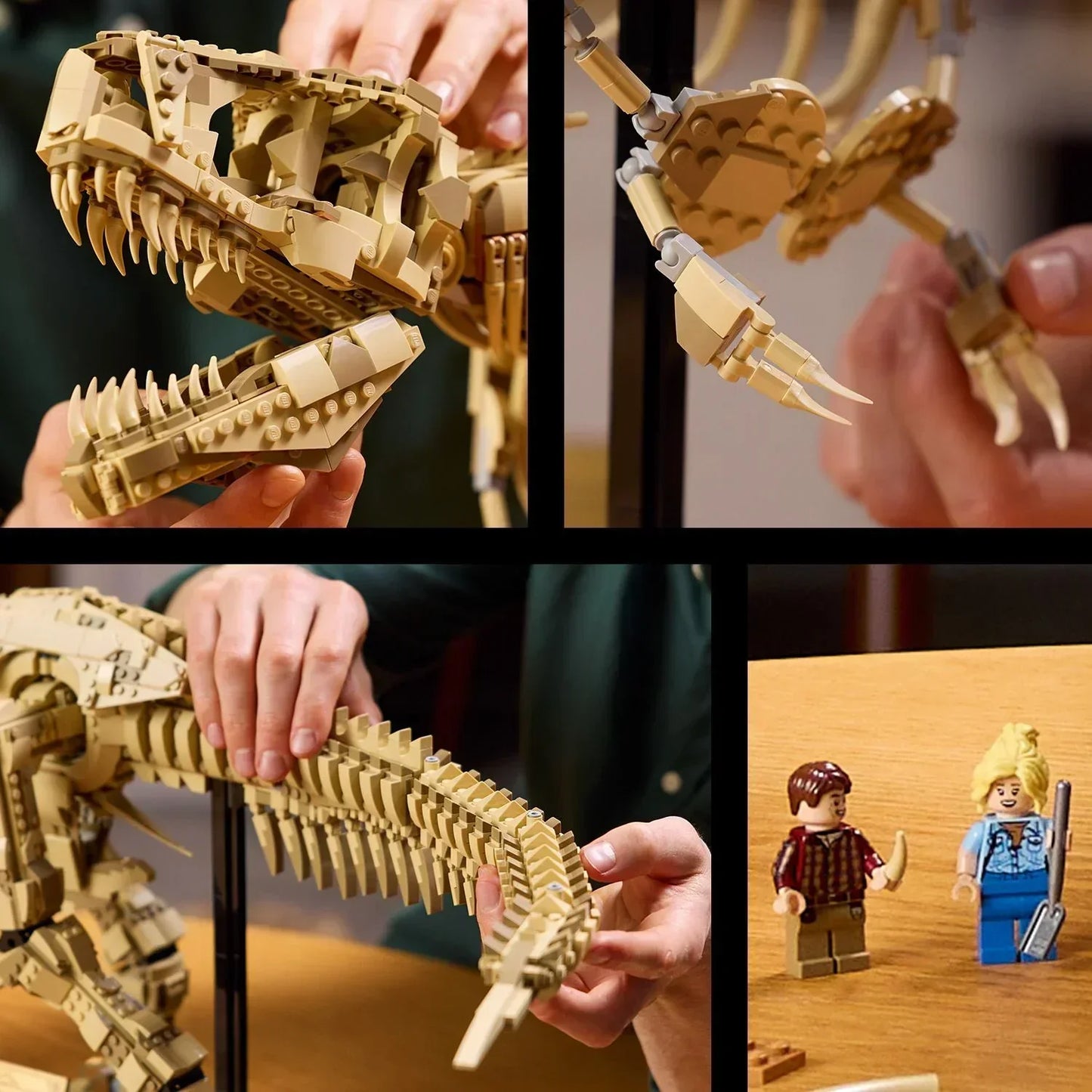 T-Rex Dinosaur Skeleton Fossil - 76968