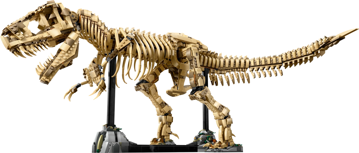 T-Rex Dinosaur Skeleton Fossil - 76968